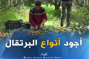 طلة الصباح..اليوم تطل عليكم من مزرعة تنتج أجود أنواع البرتقال ببني تمور