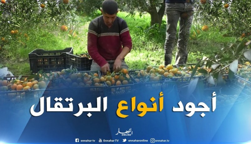 طلة الصباح..اليوم تطل عليكم من مزرعة تنتج أجود أنواع البرتقال ببني تمور