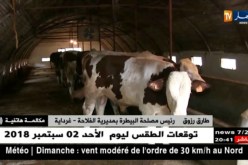 صحة: إكتشاف بؤرتين لداء الحمى القلاعية بغرداية
