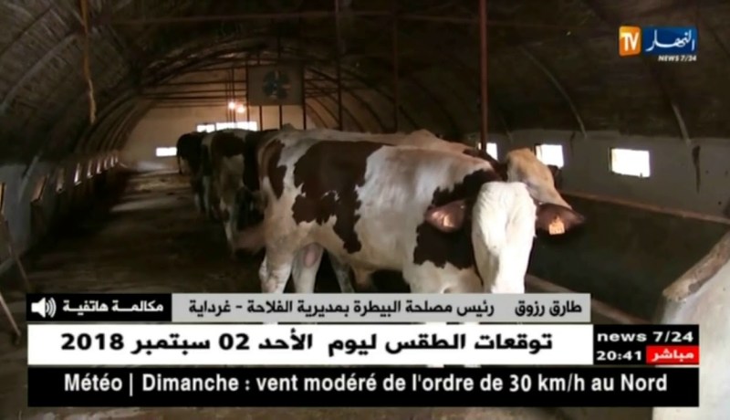 صحة: إكتشاف بؤرتين لداء الحمى القلاعية بغرداية