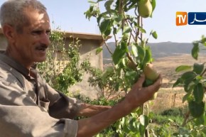 باتنة/ الحشرات والأمراض تتسبب في إتلاف مساحات واسعة من الخضروات والفواكه