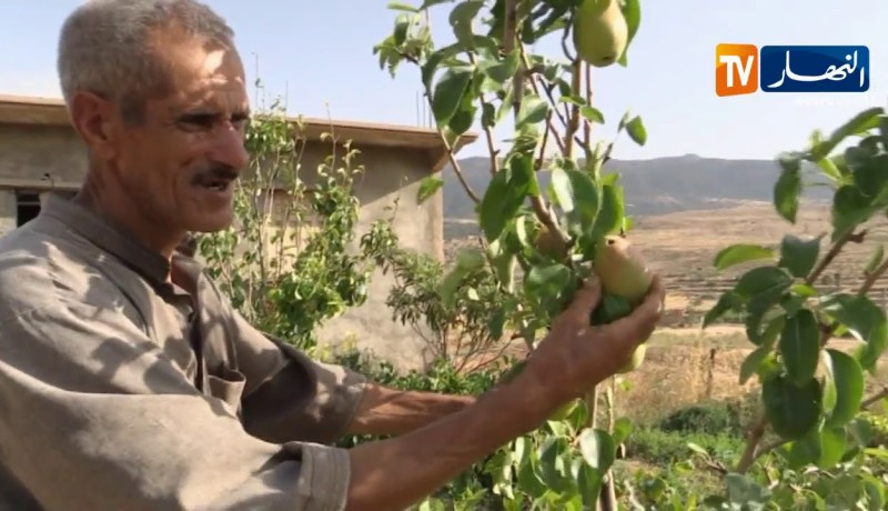 باتنة/ الحشرات والأمراض تتسبب في إتلاف مساحات واسعة من الخضروات والفواكه