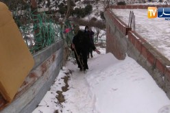 باتنة: ربيعة بلخيري .. قصة إمرأة صامدة من جبال الأوراس