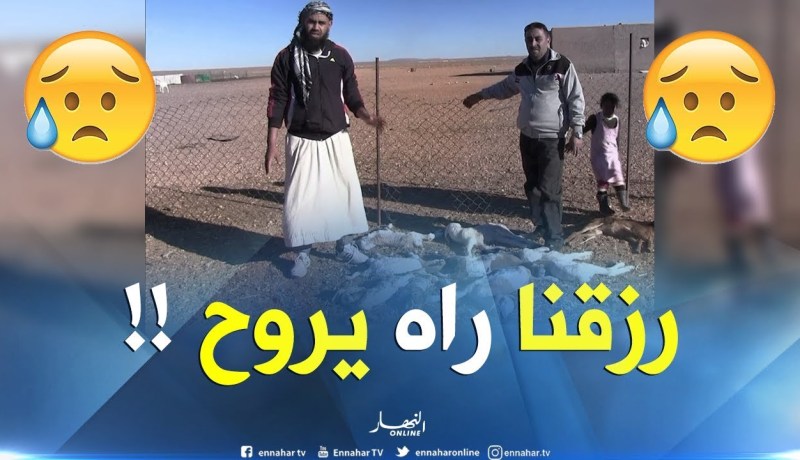 “غير يزيد يموت”..وباء غريب يقتل الرزق الوحيد لمربّي الماشية في النعامة !!!