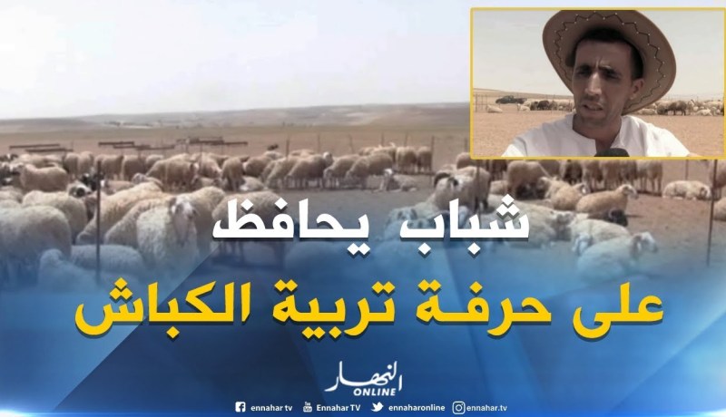 تيارت: مختار..شاب يحافظ على تربية المواشي وتحضيرها لعيد الأضحى