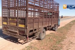 خضرة.. قصة كفاح ضد التسرب المدرسي بالبيض