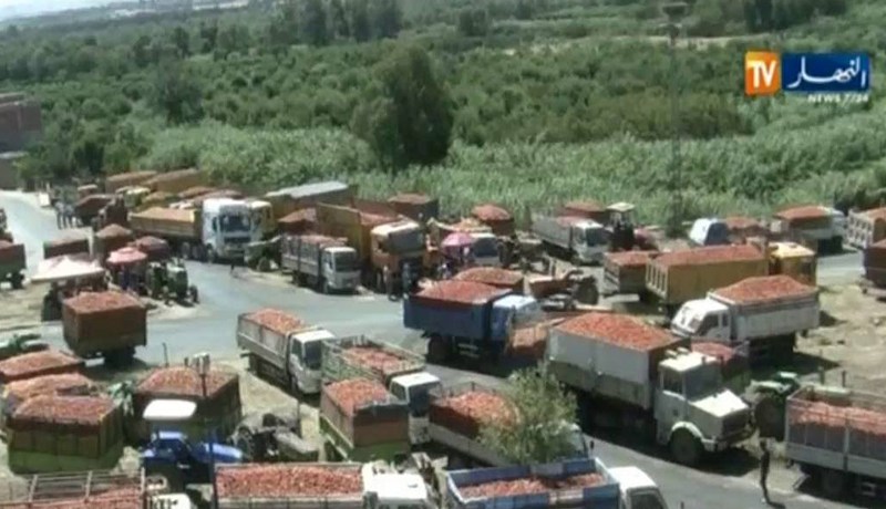 فلاحو شعبة الطماطم من 3 ولايات يحتجون للمطالبة بمستحقات تفوق 26 مليار سنتيم في الطارف