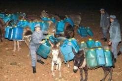 حجز 500 لتر من الوقود مُهّربة على ظهور الحمير في الطارف