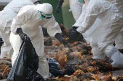 إعدام مئات الآلاف من الطيور في إيطاليا