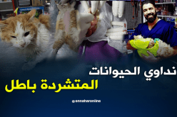 طبيب بيطري يجري عملية جراحية لقط متشرد في ميلة
