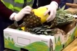 ضبط أكثر من 700 كيلوغرام من “الكوكايين” داخل الأناناس في إسبانيا