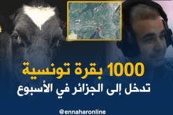 غرفة الجزارين التونسيين: تهريب ألف بقرة من تونس إلى الجزائر أسبوعيا