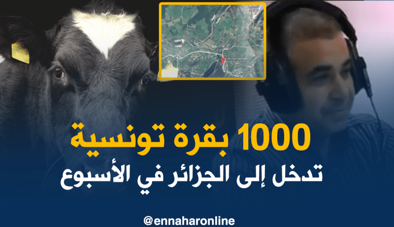 غرفة الجزارين التونسيين: تهريب ألف بقرة من تونس إلى الجزائر أسبوعيا