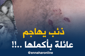 ذئب يزرع الرّعب بقرية أولاد عبدلي ويهاجم عائلة !!