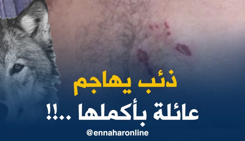 ذئب يزرع الرّعب بقرية أولاد عبدلي ويهاجم عائلة !!
