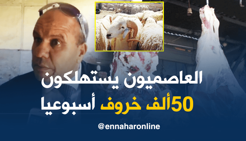 خياطي: العاصميون يستهلكون 7 آلاف خروف يوميا