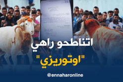 رئيس بلدية القل يُرخص بإقامة “مناطحة” بين الكباش