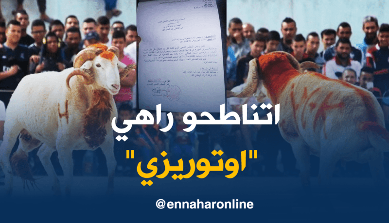 رئيس بلدية القل يُرخص بإقامة “مناطحة” بين الكباش