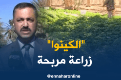فلاحة/ فلاحون يرفعون تحدي زراعة حبوب الكينوا بعد ما كانت تستورد من الخارج