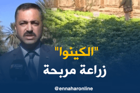 فلاحة/ فلاحون يرفعون تحدي زراعة حبوب الكينوا بعد ما كانت تستورد من الخارج