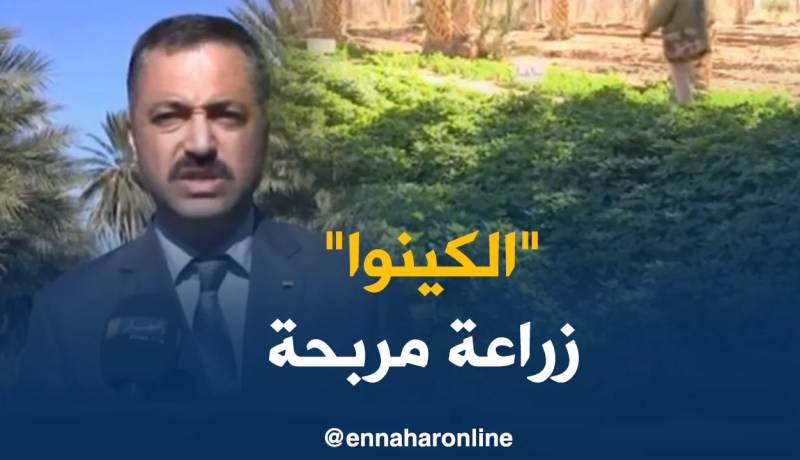 فلاحة/ فلاحون يرفعون تحدي زراعة حبوب الكينوا بعد ما كانت تستورد من الخارج