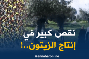 عنابة: نسب إنتاح الزيتون تنخفض..والفلاح يطالب بمزيد من المتابعة والدعم