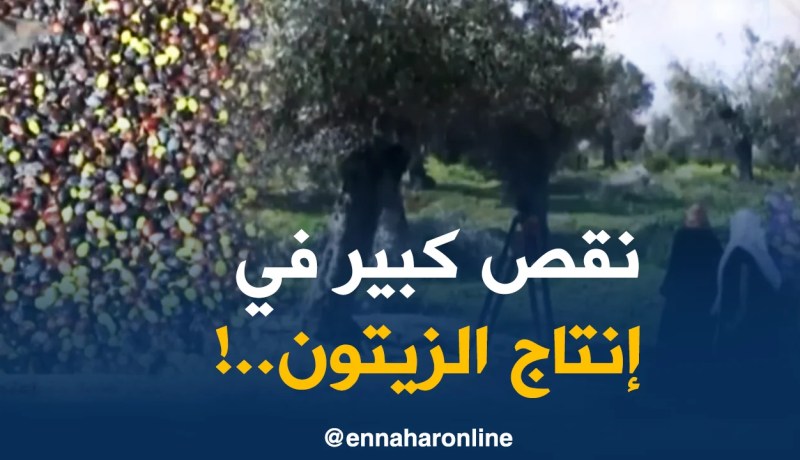 عنابة: نسب إنتاح الزيتون تنخفض..والفلاح يطالب بمزيد من المتابعة والدعم