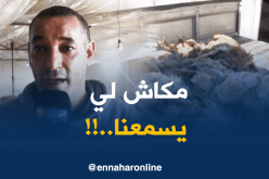 النعامة / الديك الرومي.. وفرة في الإنتاج تستوجب المرافقة من الدولة