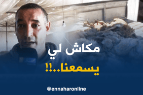 النعامة / الديك الرومي.. وفرة في الإنتاج تستوجب المرافقة من الدولة