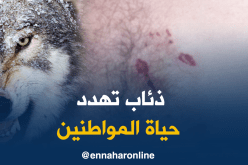 ذئب يهاجم عائلة كاملة بالشلف