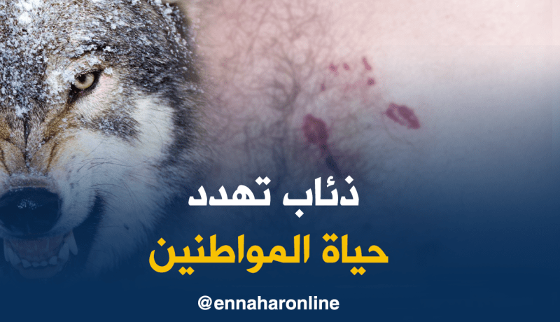 ذئب يهاجم عائلة كاملة بالشلف