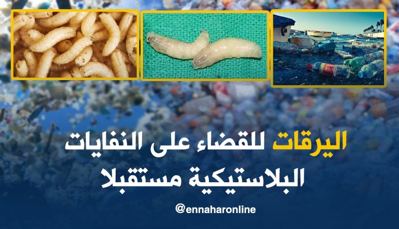 اليرقات للقضاء على النفايات البلاستيكية مستقبلا