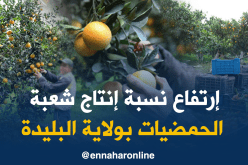 إنتاج 788 قنطار من الحمضيات السنة الفارطة بالبليدة
