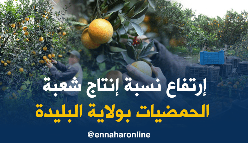 إنتاج 788 قنطار من الحمضيات السنة الفارطة بالبليدة