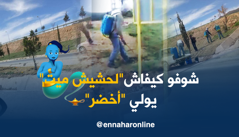 بالفيديو..حشيش “صفر” يرجع “أخضر” في ثواني بباتنة !!