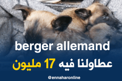 سطيف: سوق الكلاب بعين موس الهضاب..مصدر رزق الكثير من العائلات