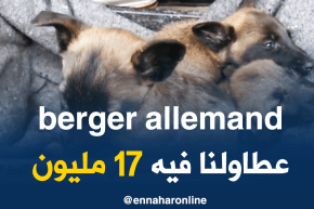 سطيف: سوق الكلاب بعين موس الهضاب..مصدر رزق الكثير من العائلات