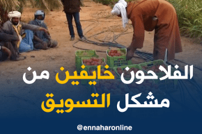 أدرار/ منتوج معتبر من الطماطم و الفلاحون متخوفون من مشكل التسويق