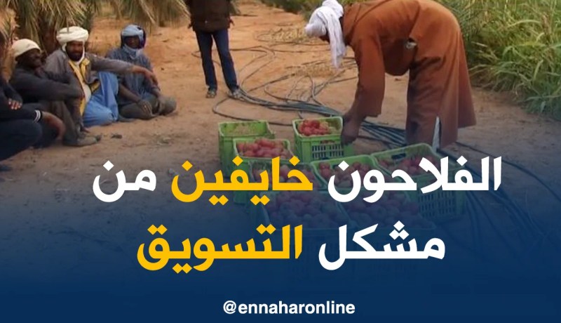 أدرار/ منتوج معتبر من الطماطم و الفلاحون متخوفون من مشكل التسويق