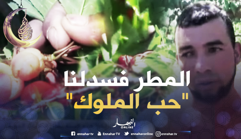 المدية: فلاحون متخوفون من فساد محاصيل الكرز هذه السنة بفعل التقلبات الجوية