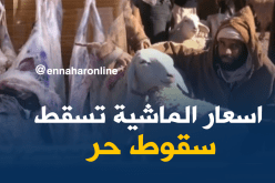 انهيار أسعار الماشية وراء انخفاض أسعار اللحوم بالبيض