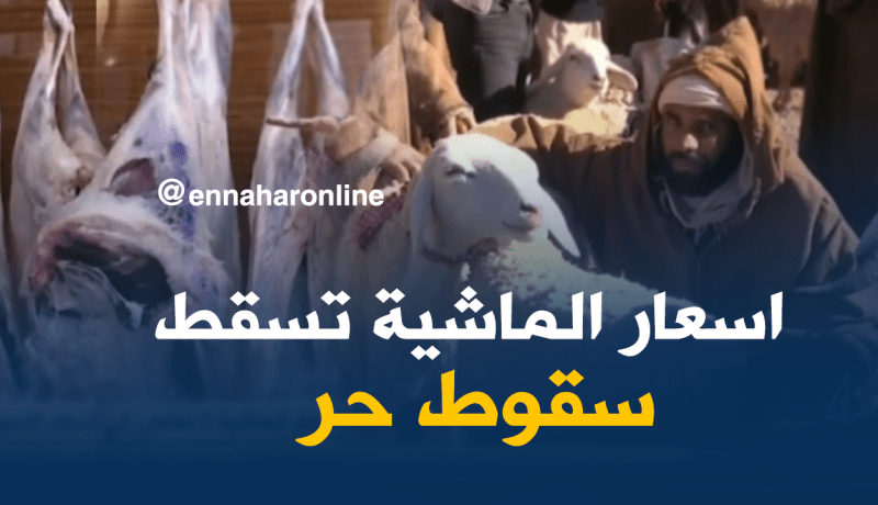 انهيار أسعار الماشية وراء انخفاض أسعار اللحوم بالبيض