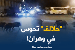 بالفيديو.. خنازير تتجول في حي سيدي الهواري بوهران