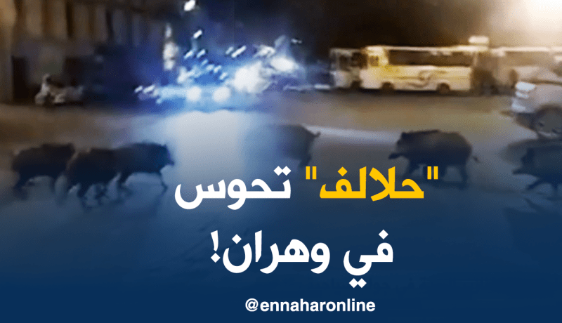 بالفيديو.. خنازير تتجول في حي سيدي الهواري بوهران