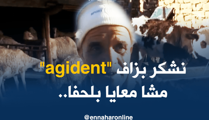 تيسمسيلت/ تقديم 08 أفراد من عصابة سرقة المواشي أمام وكيل الجمهورية