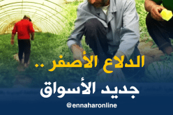 الدلاع الأصفر ثمرة نجاح الشابين عبد المؤمن وحمزة ببسكرة