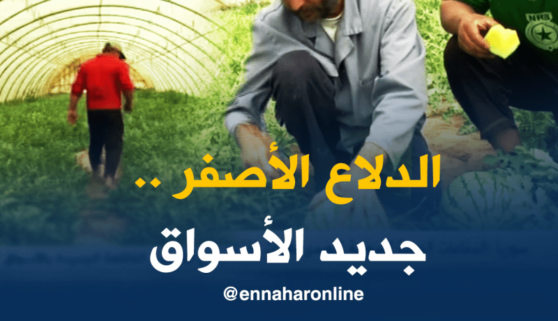 الدلاع الأصفر ثمرة نجاح الشابين عبد المؤمن وحمزة ببسكرة