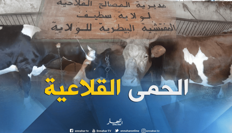 تسجيل 58 إصابة بوباء الحمى القلاعية بسطيف