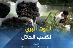 في عز الصيف..أطفال يقطفون التوت البري ويبيعونه في جيجل