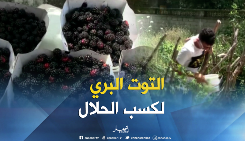 في عز الصيف..أطفال يقطفون التوت البري ويبيعونه في جيجل